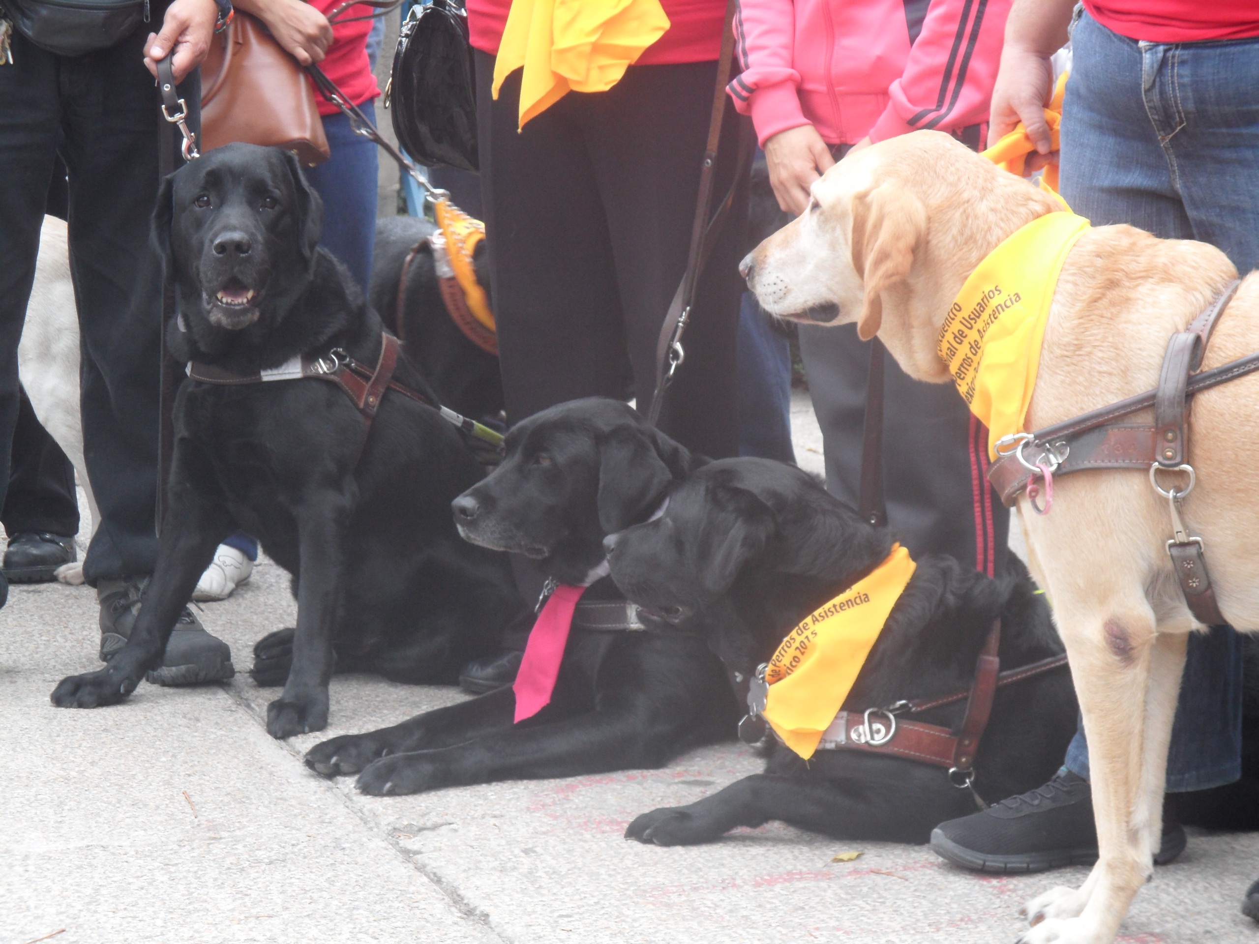 Foto - Cuatro perros guías, labradores, tres negros y uno dorado