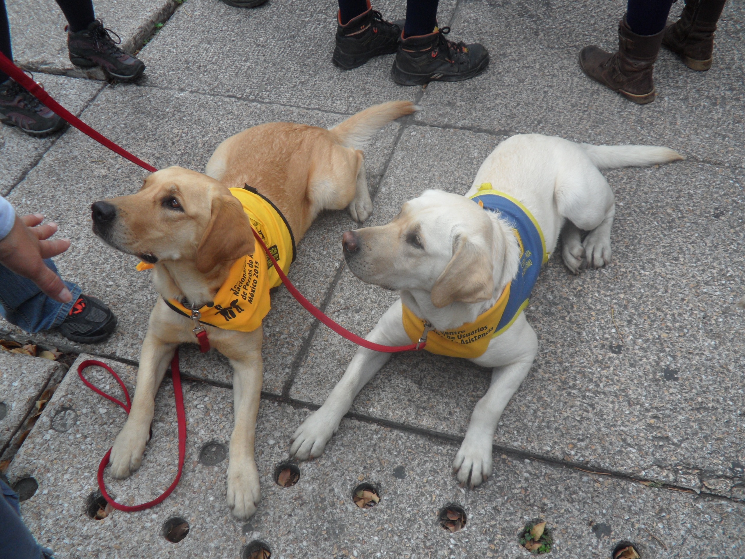 Foto - Dos perros de asistencia, uno lleva un chaleco color amarillo y el otro uno azul